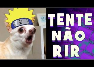 VIDEOS ENGRAÇADOS DE ANIMAIS - TENTE NÃO RIR (COMPLETO) MELHORES